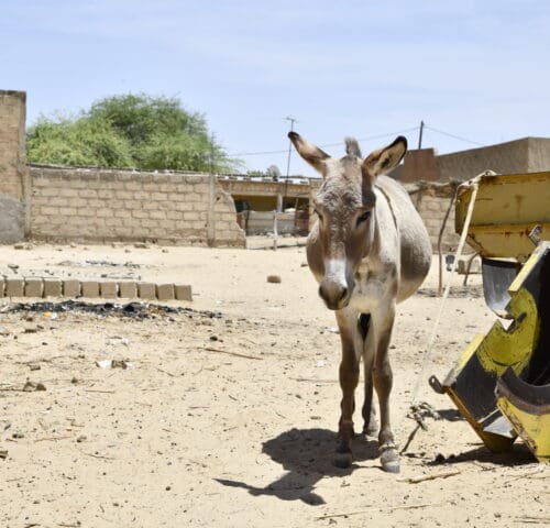A working donkey stands alone next to construction machinery and building ruins.