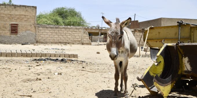 A working donkey stands alone next to construction machinery and building ruins.