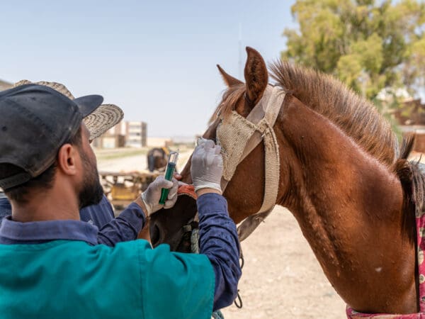 A SPANA vet in Tunisia treats a working horse with habronemiasis