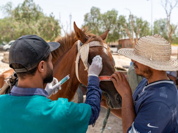 A working horse in Tunisia receives treatment for habronemiasis from a SPANA vet