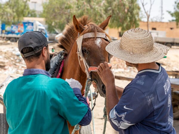 A working horse suffering from habronemiasis is examined by a SPANA vet in Tunisia