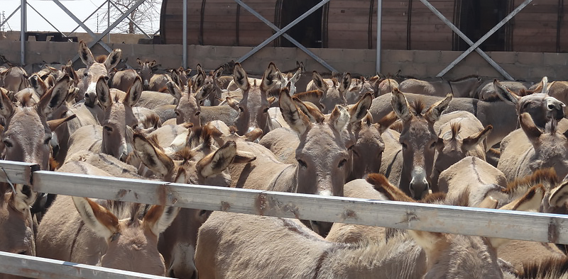 Victims of the donkey skins trade wait masses together in an encosure in Africa.