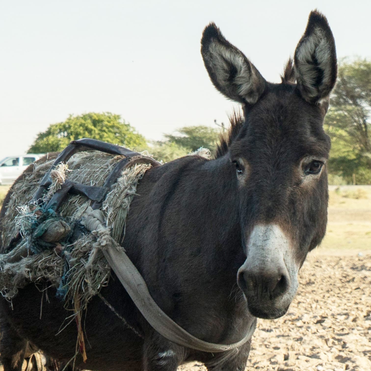 Donkey in Ethiopia