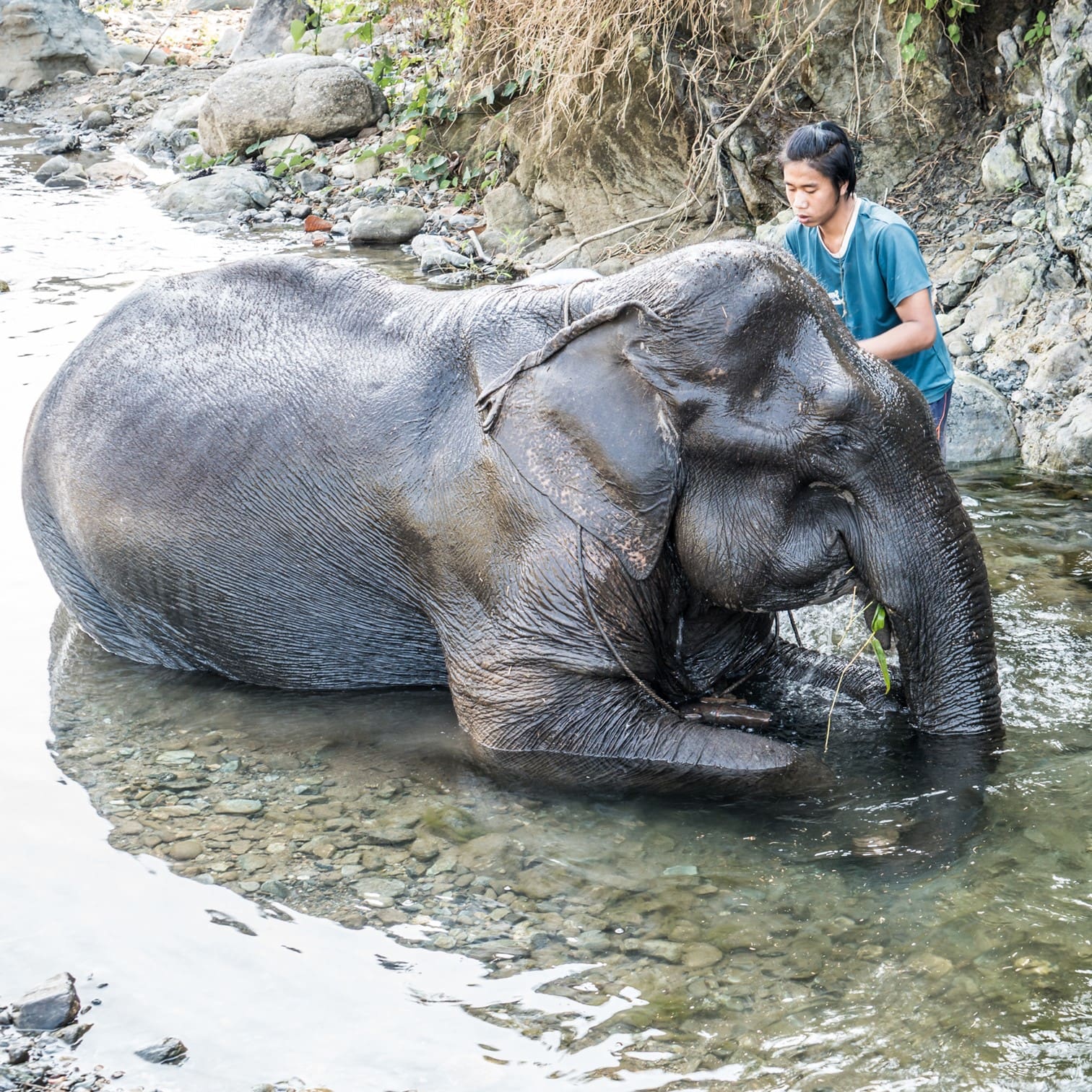 Elephant and owner in a river
