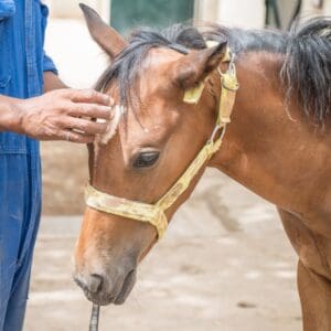 Horse foal being cared for by SPANA staff