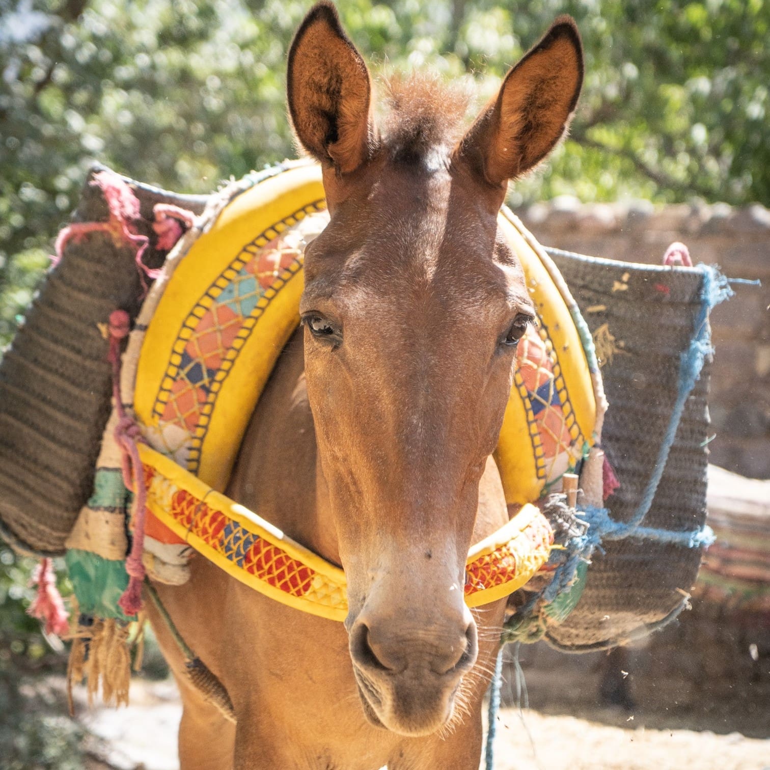 Brown mountain mule with saddle bags