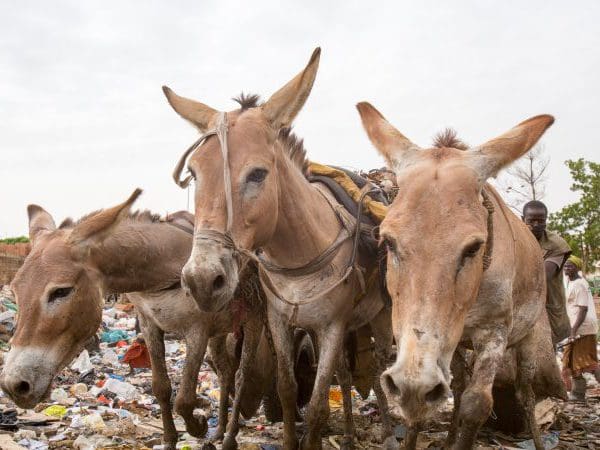 3 donkeys pulling a cart with rubbish