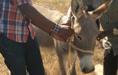 Donkey and owners