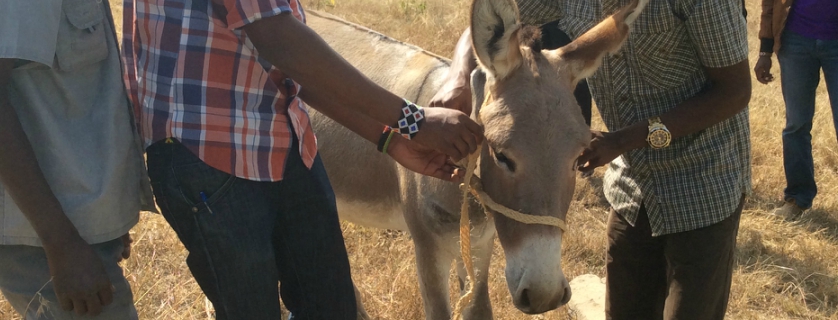 Donkey and owners