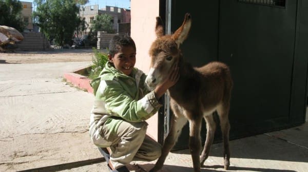Boy and a donkey foal