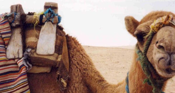 Tunisia camel