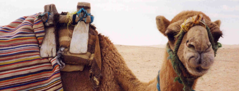Tunisia camel