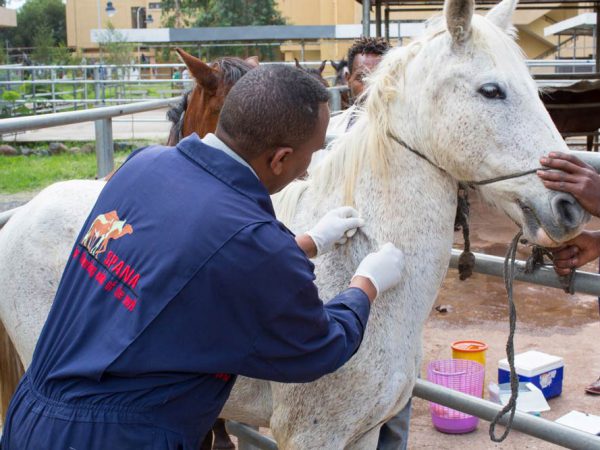 Vets in blue uniform examining a white horse