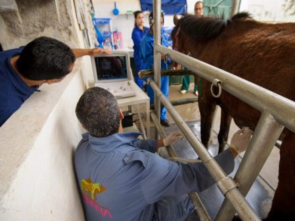 Vets treating horse in stable