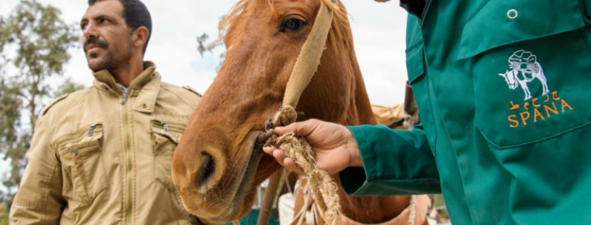 A horse in Morocco is fitted with a new bit and harness