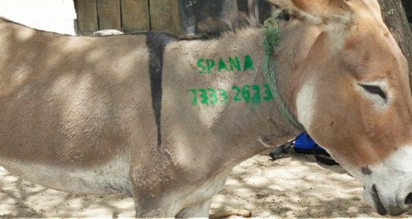 Donkey with a SPANA stencil