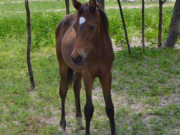 large horse foal