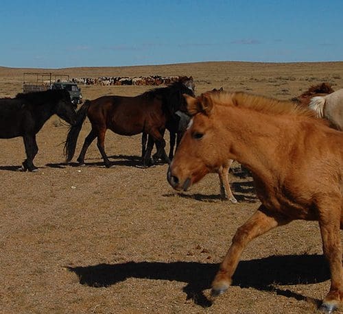Many horses in desert