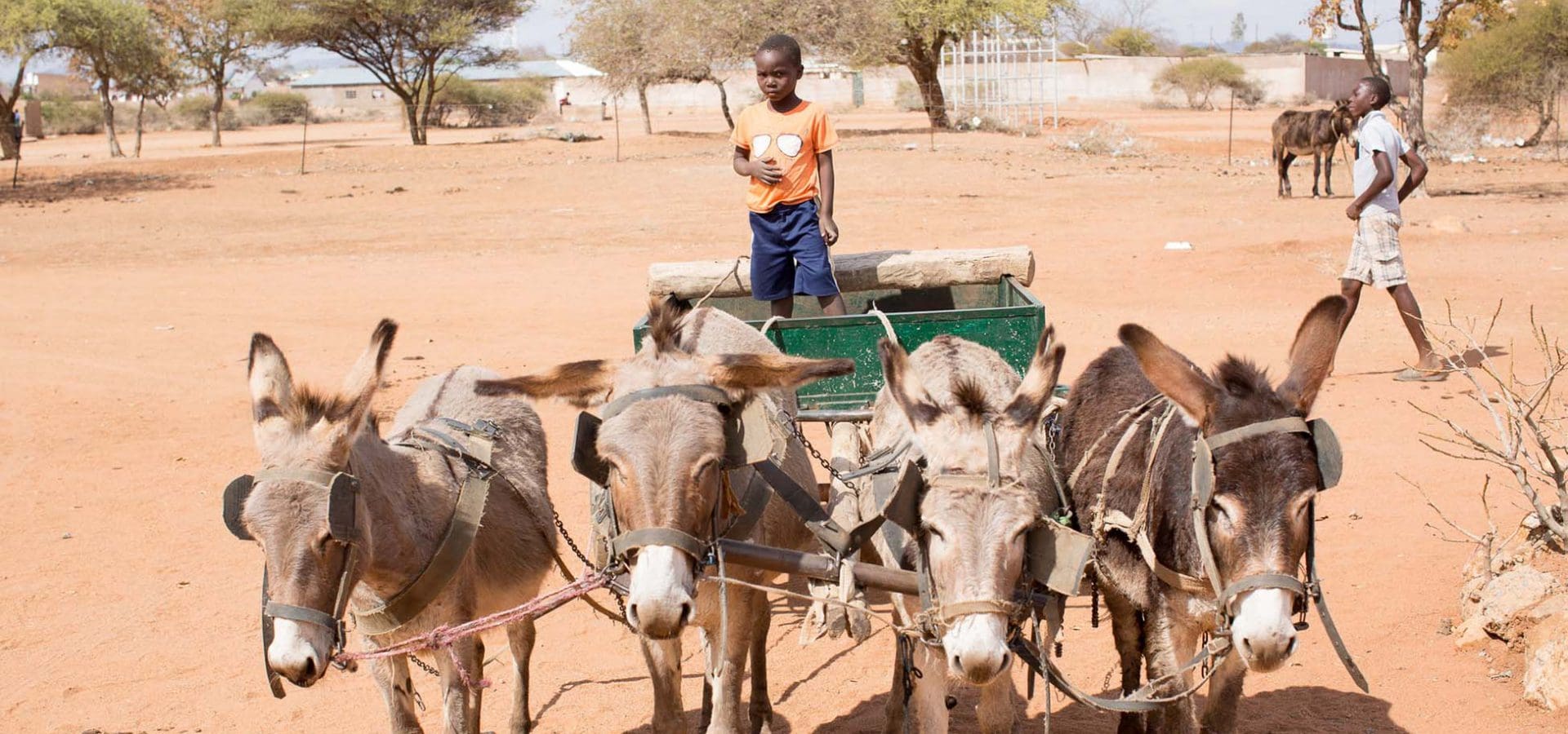 Four donkeys attached to cart