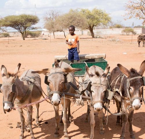 Four donkeys attached to cart