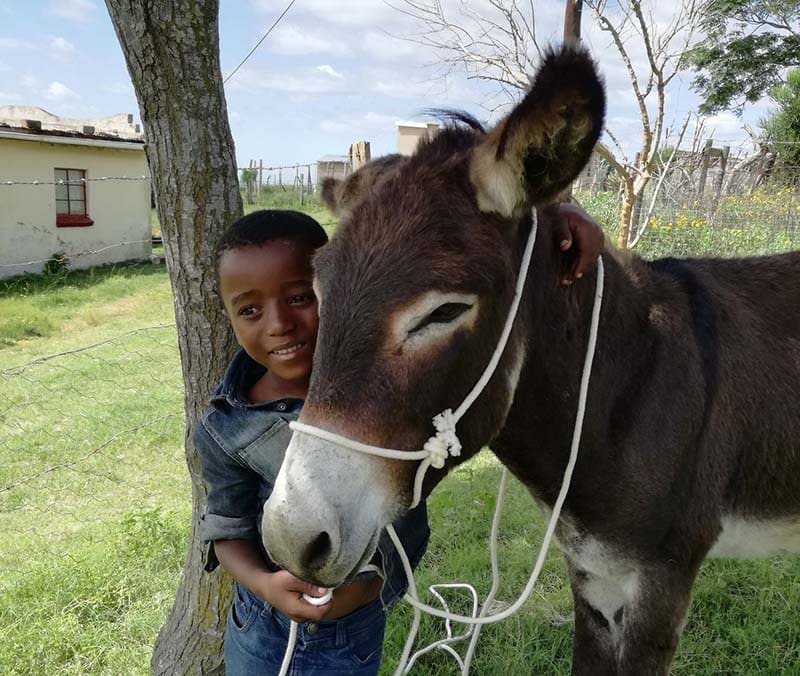 Donkey and young boy
