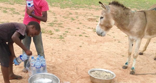 TAPO boys giving water to a working donkey