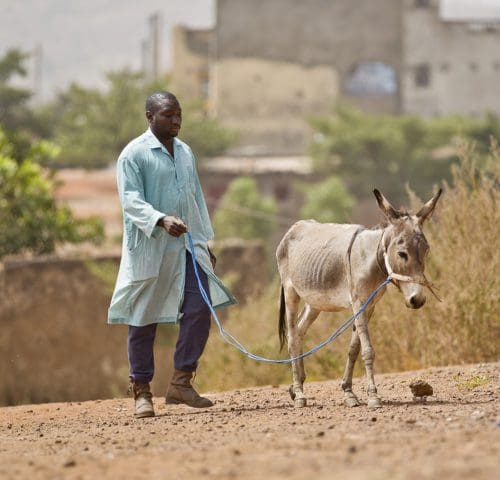 Man walking with a thin donkey