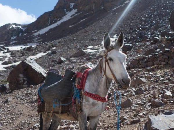 White-Morocco horse in mountains