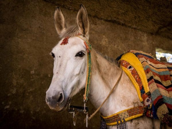 white horse in morocco