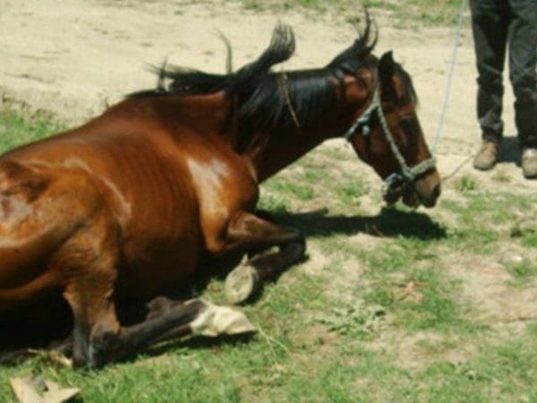 Abir horse with colic