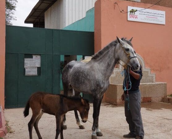 Brown foal and grey horse with owner