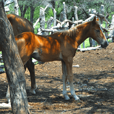 Ray the foal from Botswana-fully-healed