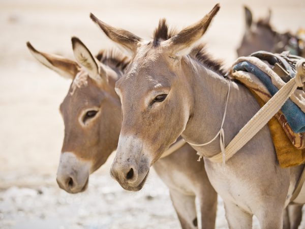 Two Mauritanian donkeys