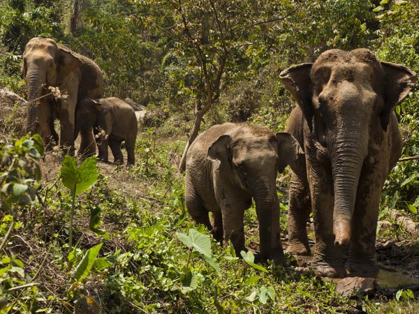 Elephants walking through jungle