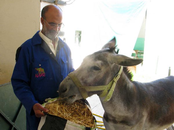 Donkey being fed hay by man in blue overalls