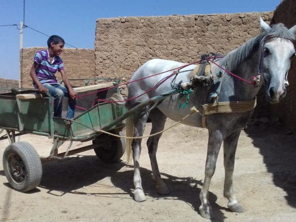 Mahdouda the horse pulling a cart where a happy kid smiles