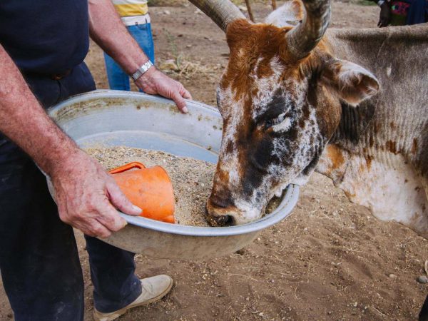 Ox eating grain from bowl