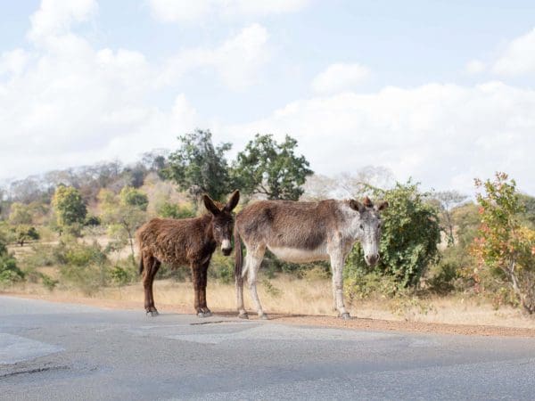 Two donkeys on a road