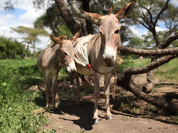 Donkeys in Tanzania forest