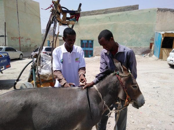 Vets treating donkeys in Somaliland