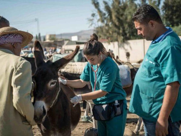 donkey getting treatment