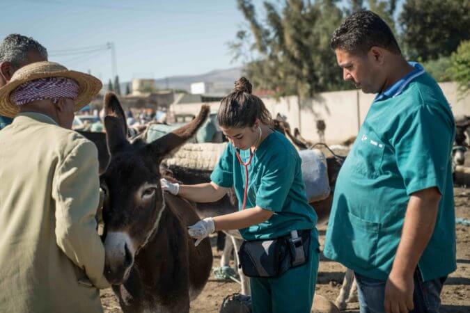 donkey getting treatment