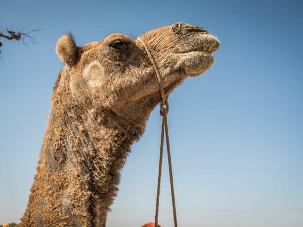 a camel against a blue sky