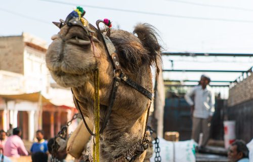 camel close up
