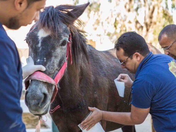 horse getting treatment