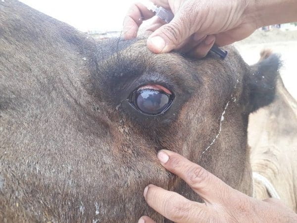 Inflamed eye of a camel