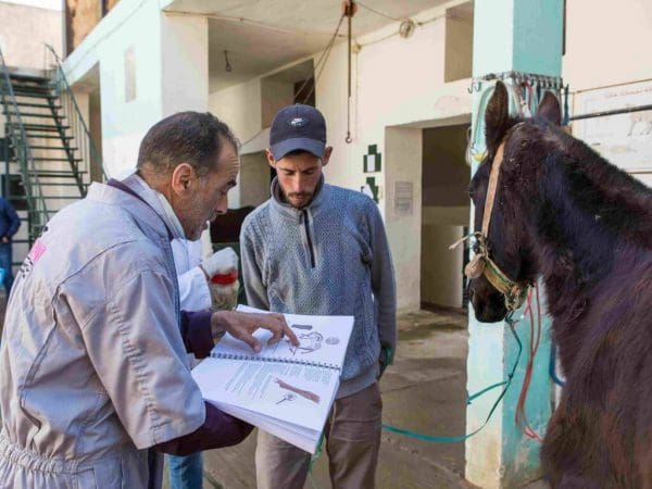 vets looking at treatment plans in morocco