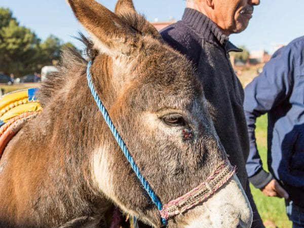 A donkey is treated for an eye parasite in Morocco.