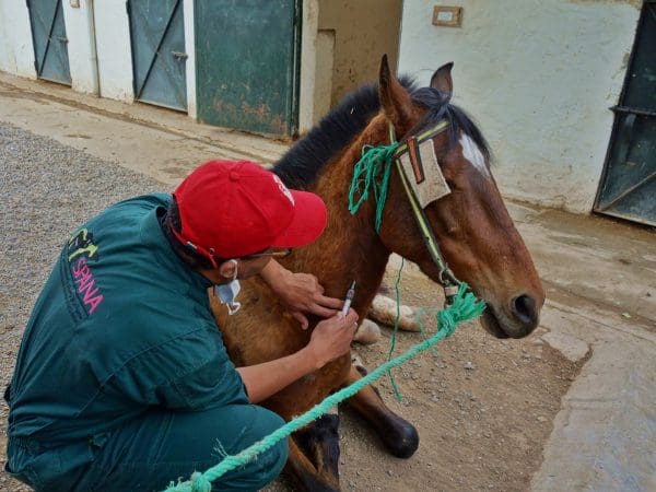 A SPANA vet administers a painkiller in a colic case.