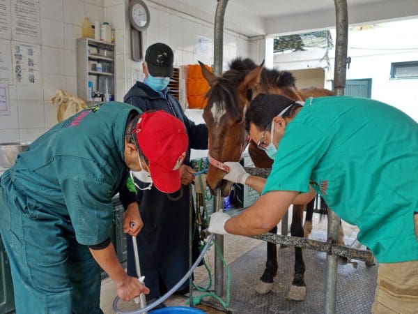 SPANA vets insert a tube in to a horse's nose to treat her for colic.